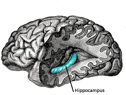 fMRI